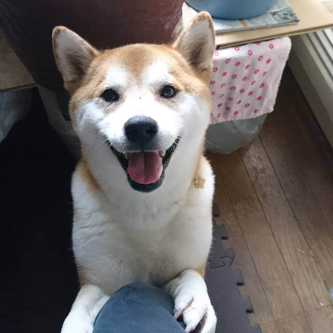 柴犬⭐️サスケさんのインスタグラム写真 - (柴犬⭐️サスケInstagram)「こんにちわん #狙われてる#🍞食べてたら待ってる#お零れ待ち#こぼしませんし#あげませんし#乃木坂な妻たち#柴犬#赤柴」7月31日 11時02分 - shiba20150405