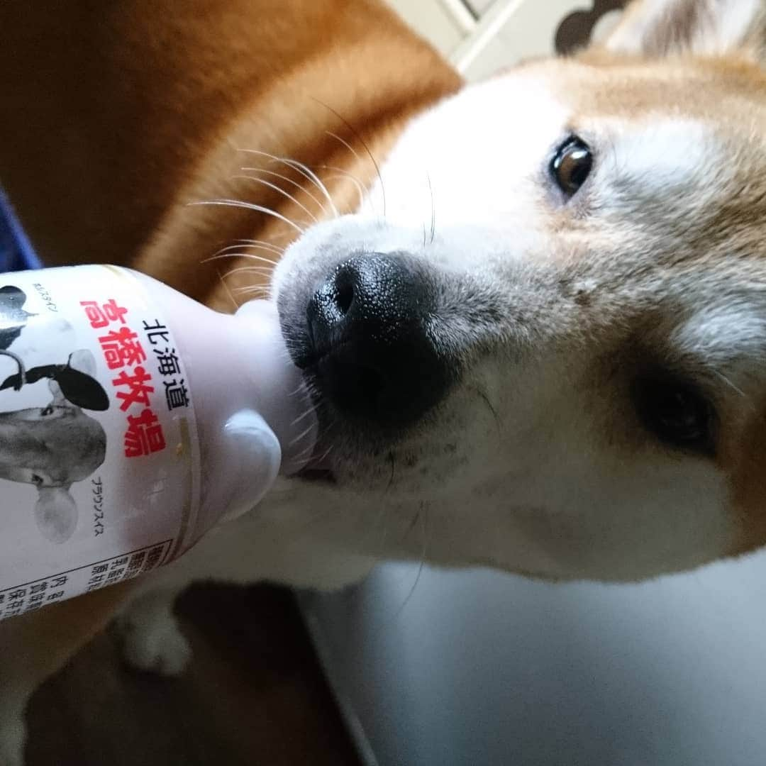 柴犬⭐️サスケさんのインスタグラム写真 - (柴犬⭐️サスケInstagram)「こんにちわん #狙われてる#🍞食べてたら待ってる#お零れ待ち#こぼしませんし#あげませんし#乃木坂な妻たち#柴犬#赤柴」7月31日 11時02分 - shiba20150405