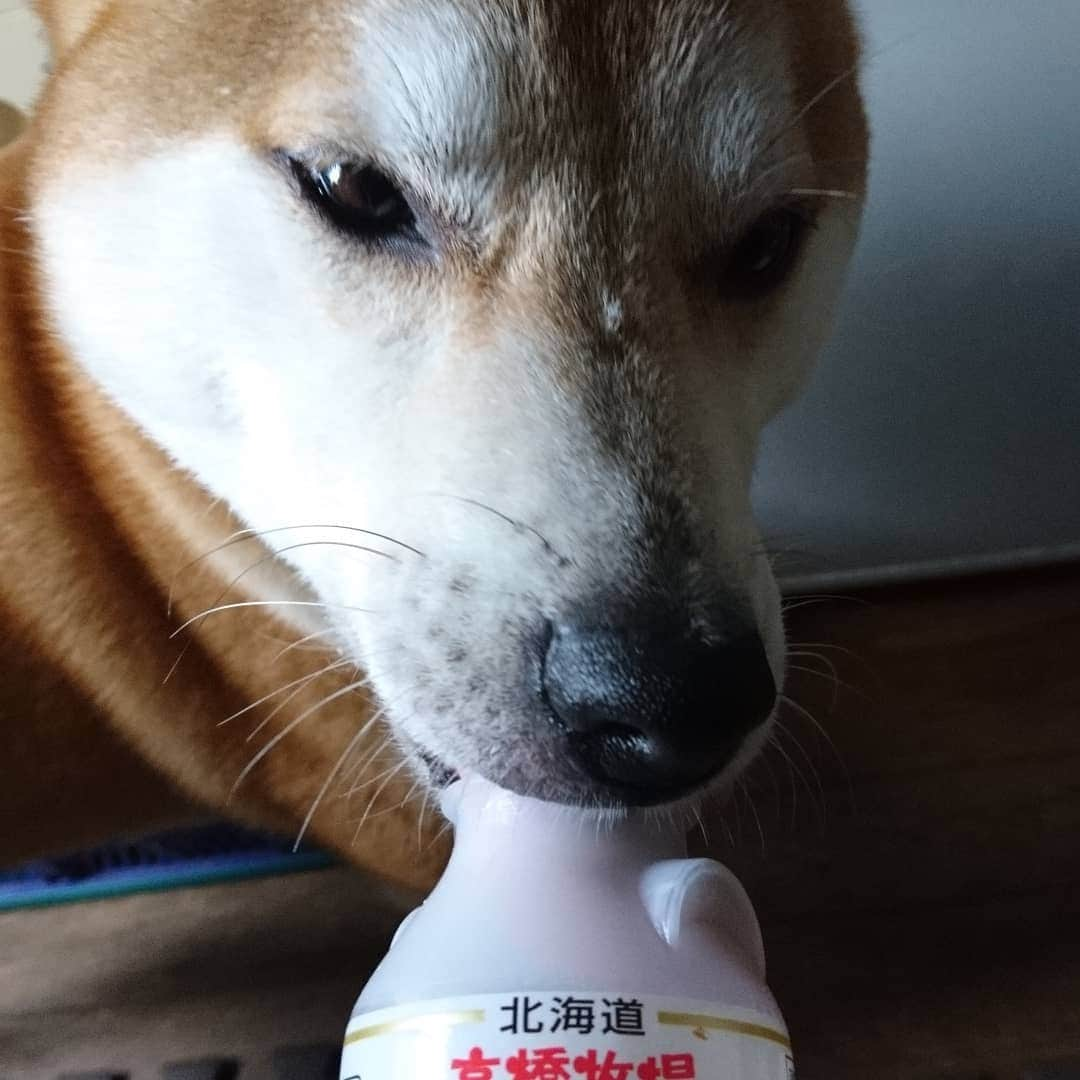 柴犬⭐️サスケさんのインスタグラム写真 - (柴犬⭐️サスケInstagram)「こんにちわん #狙われてる#🍞食べてたら待ってる#お零れ待ち#こぼしませんし#あげませんし#乃木坂な妻たち#柴犬#赤柴」7月31日 11時02分 - shiba20150405