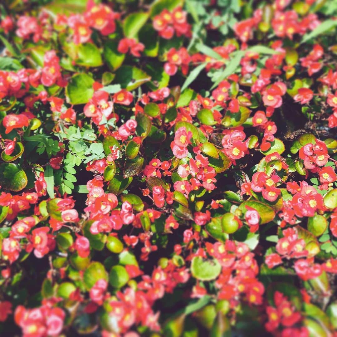 中野敬久さんのインスタグラム写真 - (中野敬久Instagram)「#flower #flowersoflife #blossom #summer #red」7月31日 11時19分 - hirohisanakano