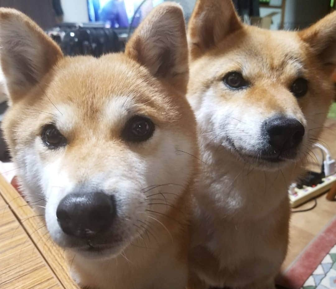 柴犬たま Shibainu Tamaのインスタグラム