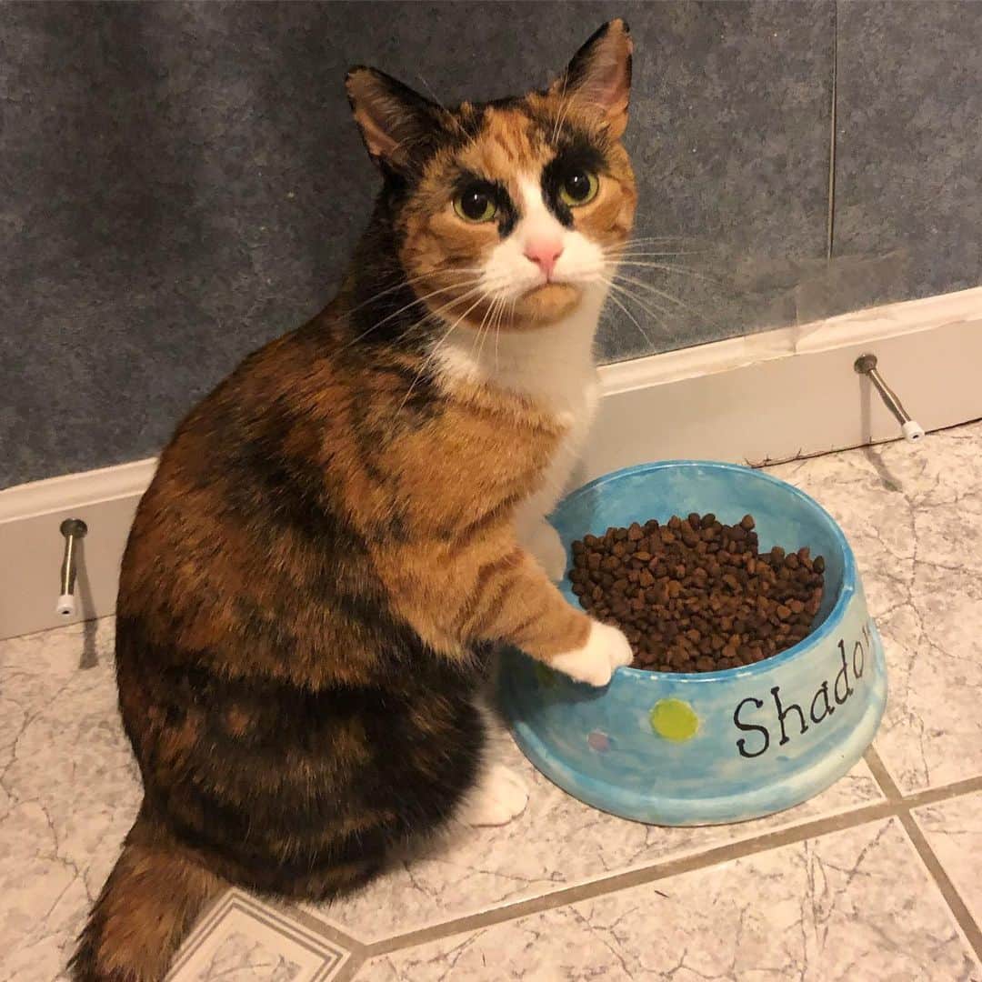 リリーのインスタグラム：「That is not my name on the dish and I don’t like it one bit😾」