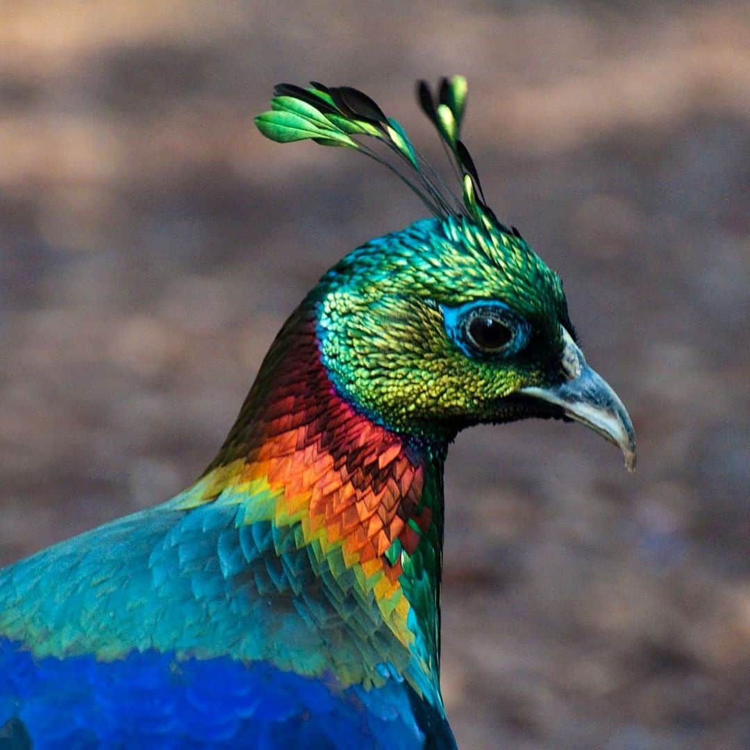 アメリカ自然史博物館さんのインスタグラム写真 - (アメリカ自然史博物館Instagram)「Meet the Himalayan Monal (Lophophorus impejanus)! This colorful bird inhabits high-altitude forests and meadows in the Himalayas, where it spends its time foraging for snacks like insects, seeds, or berries. It uses its curved bill to dig up food, excavating as much as 10 inches (25.4 centimeters) below the surface. Only males of the species have vibrant plumage, which they use to attract a mate. Females have brown plumage, which helps keep them concealed from predators while incubating eggs.  Photo: H005」7月31日 12時43分 - amnh