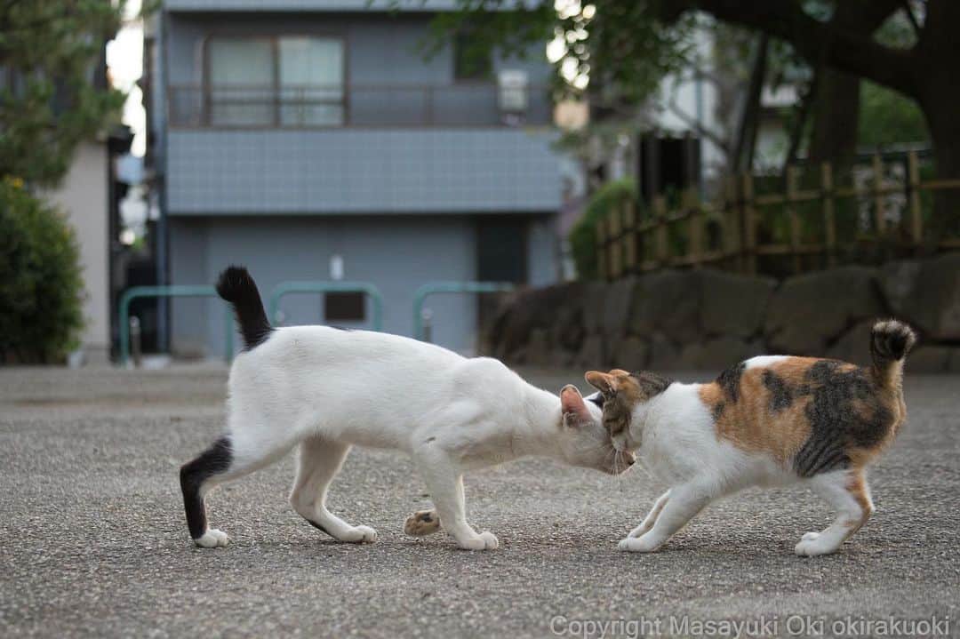Masayukiさんのインスタグラム写真 - (MasayukiInstagram)「頭突きつよめ。  #cat #ねこ」7月31日 12時57分 - okirakuoki