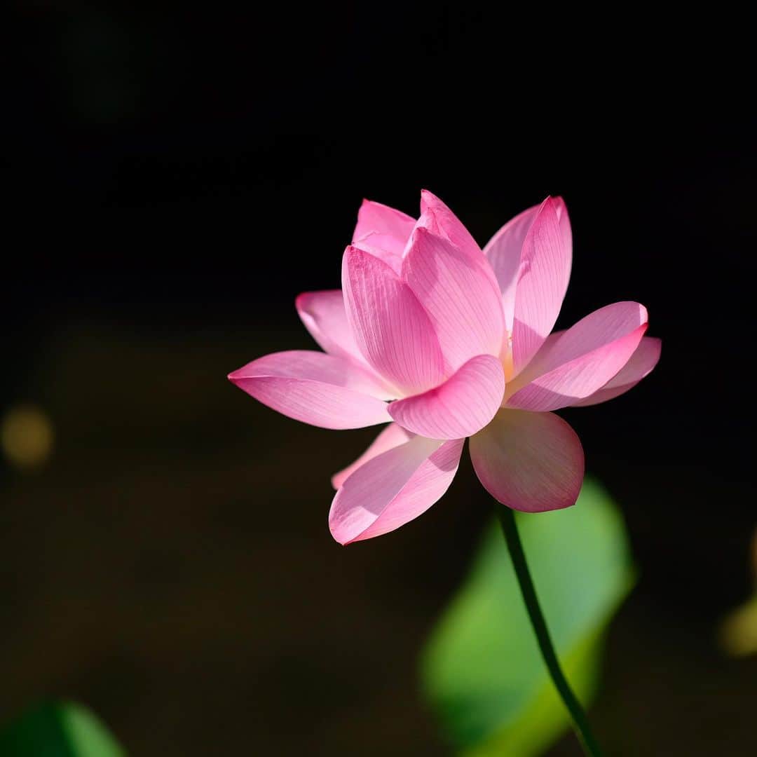 奈良 長谷寺 / nara hasederaのグルメインスタ