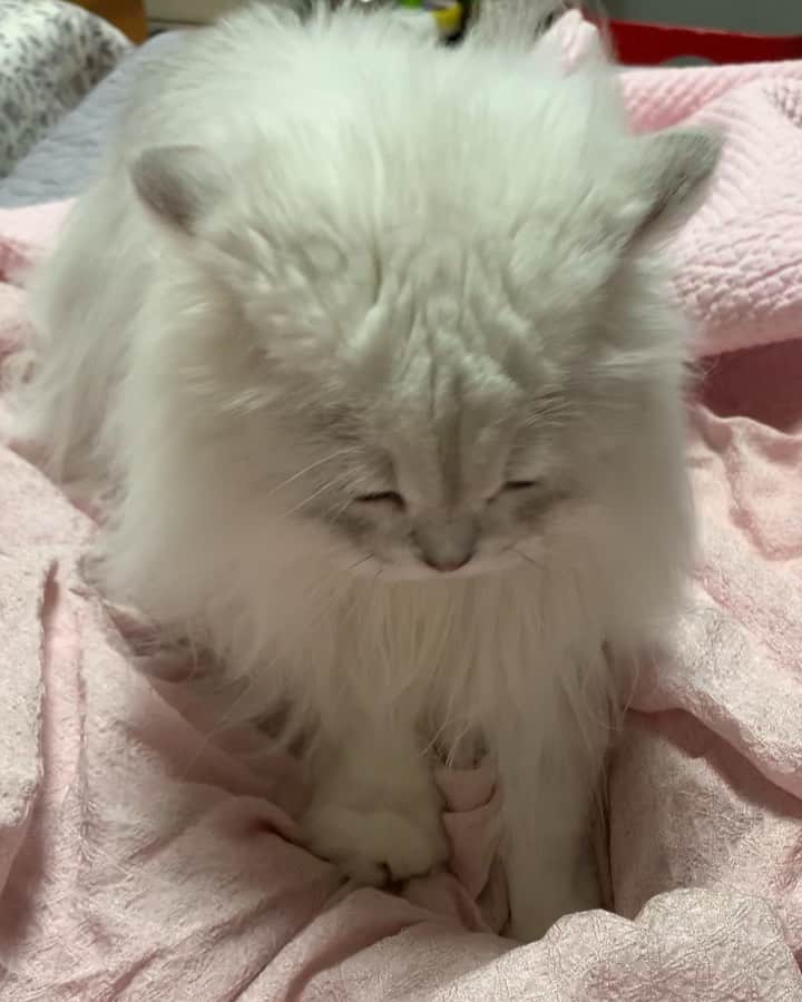 후추네큰언니のインスタグラム：「꾹꾹이 💕 발이 너모 귀여운것🥰 . . . . . #후추  #고양이  #냥스타그램 #캣스타그램  #Hoochu #Hoochuthecat #cat #cats #catstagram #catsofinstagram #topcatphoto #bestmeow #ilovecat #cute #fluffy #petstagram #instacats」