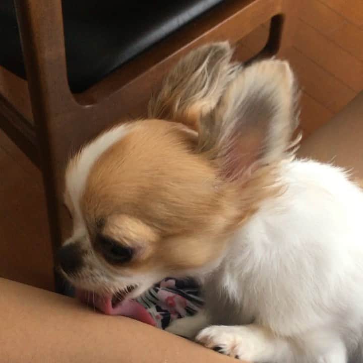 ちまのインスタグラム