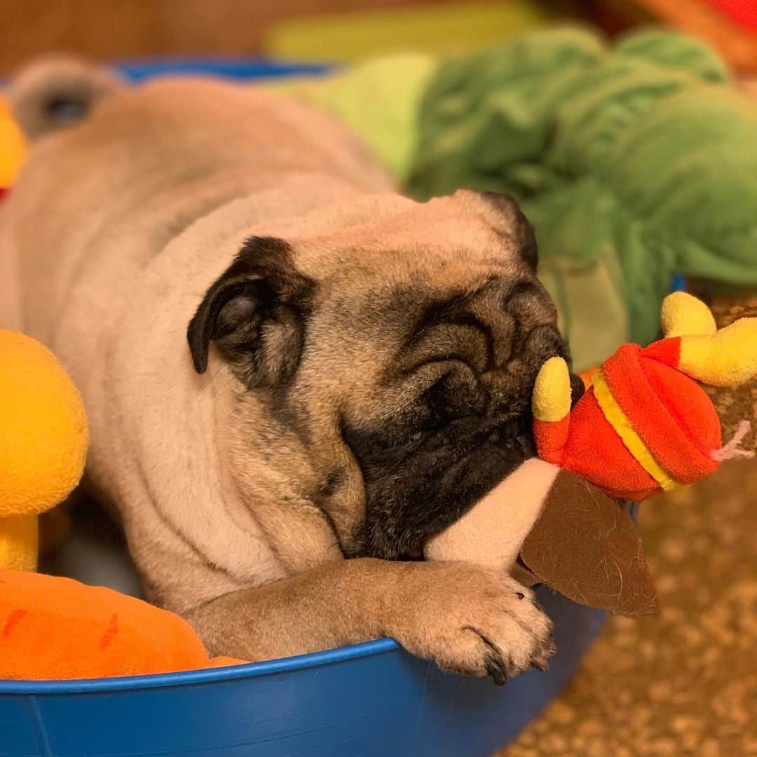 gontaさんのインスタグラム写真 - (gontaInstagram)「Japan is hot every day.  I can not play outside.  I cut it by 3 mm.  The skin is perfect.🔥✂️#keelyafternoontea #Gonta2#speakpug #smilingpugs #pugjapan #pug #love #pugsofinstagram #zerozeropug #pugshit #worldofpug」7月31日 19時35分 - gehhah