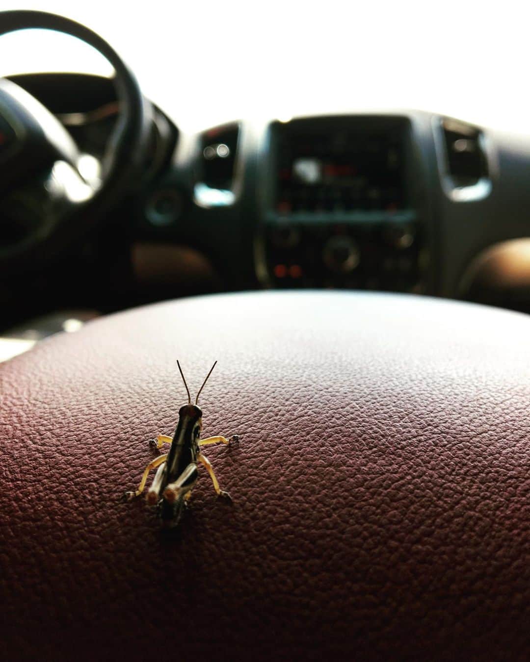 のインスタグラム：「blue book bug」