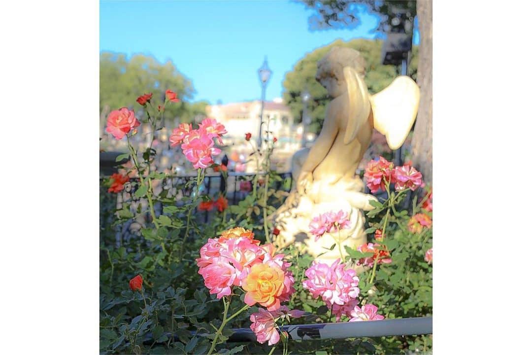 朝風れいさんのインスタグラム写真 - (朝風れいInstagram)「Disneyland, Anaheim🌴🏰🌴 ・ ・ ・ TDLでも写真撮った、ディズニーランドローズ、アナハイムでも発見👀 ゆっくり立ち止まる時間なくて、通り過ぎるように撮ったけど、バラ可愛かったな🌹✨ ・ ・ ・ #disneylandrose #rose #ディズニーランドローズ #バラ #anaheim #california #la #losangeles #anaheimdisney #disneylandcalifornia #disneyland #magickingdom #californiaadventure #アナハイム #カリフォルニア #ディズニーランド #アナハイムディズニー #カリフォルニアアドベンチャー #ilovedisney #disneygram#disneyinsta #canon #eos5dmarkiv #eos5dmark4  #ディズニーカメラ隊」7月31日 14時42分 - rei.wd