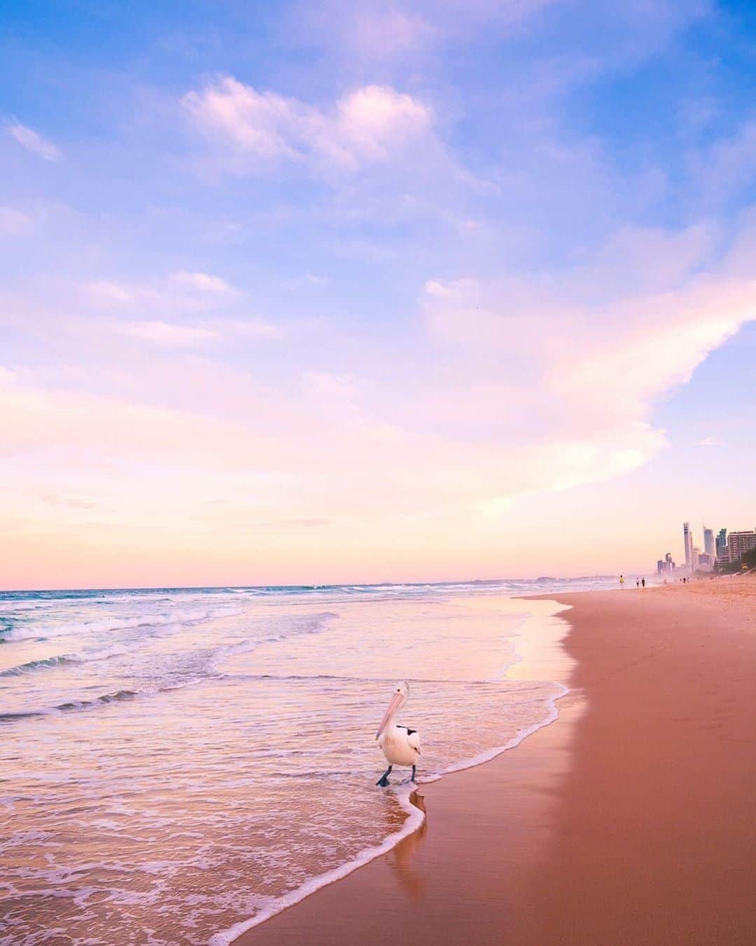 Australiaさんのインスタグラム写真 - (AustraliaInstagram)「“Hi, I’m Pete, and I like long walks on the beach.” 👣 @keykodesign saw this handsome #pelican strolling along @destinationgoldcoast’s #MainBeach, looking for a walking partner. This @queensland #beach is perfect for long walks, particularly at #sunset with soft pastel skies and the city skyline as the backdrop. Walk towards #PhilipPark and treat yourself to a fancy seafood dinner at @omerosbrosseafood, @palazzoversace or @glass_restaurant by the water.  #seeaustralia #thisisqueensland #wearegoldcoast #travel #sunsetlovers」7月31日 15時00分 - australia