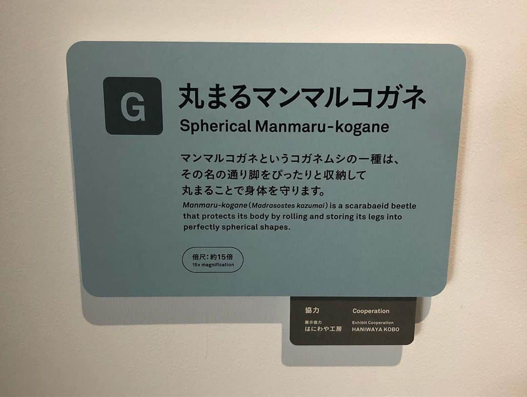 本田みずほさんのインスタグラム写真 - (本田みずほInstagram)「作家仲間と虫展へ🐞 仲良し作家さん はにわやさんの まんまるこがねが展示されてます💖 こう並べたい！！！」7月31日 14時52分 - mizuhonda0422