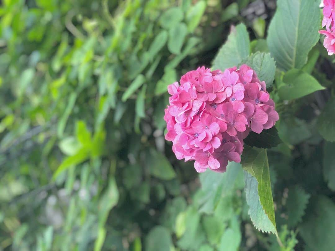 名取稚菜さんのインスタグラム写真 - (名取稚菜Instagram)「江ノ島はまだ紫陽花が 咲いてたよ😊」7月31日 15時20分 - wakana_1995