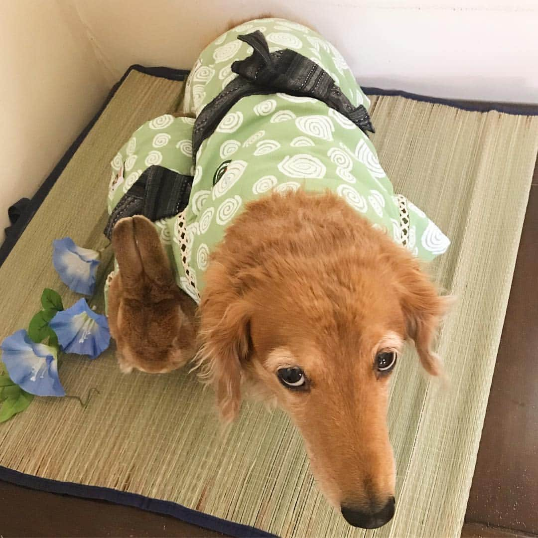 Chieko Shibutaさんのインスタグラム写真 - (Chieko ShibutaInstagram)「たろー🐶&うじゃこ🐰地方☀️ 朝からの暑さ さんぽ🌱🚨 🏠で ひえひえ🐧 そして 遊ばれてます🐶🐰💦 たろー！ 今年の夏は これで決まりみたいだね(･_･;🍉👍🐰🎆 💕✨🐶🍀🐰✨💕 #dachshund #dachshunds #dachshundlove #dog #dogs #doglove #instadog #instagram #instagood #pet #pets #petsagram #cute #cutepe #cutepet #cutedog #cuteanimals #likes #09076999576 happy #smile #rabbit #ラビット #ミニュチュア #ミニュチュアダックス  #ミニュチュアダックスフント #うさぎ部 #うさぎ #ダックス #ダックスフンドロングヘアー#ねざーらんどわーふ」7月31日 15時39分 - chieko.81