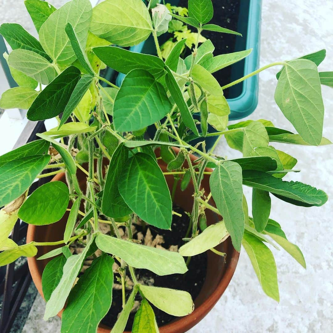 横山エリカさんのインスタグラム写真 - (横山エリカInstagram)「Didn't realize that the beans were growing among all those leaves😗 梅雨の間は水やりをしなくて良かったので放ったらかしにしていたベランダの植物達🌱 覗いてみると枝豆ができていました😋 でも食べるには少し小ぶりかも😅 #green813 #edamame #枝豆 #みどりのある暮らし」7月31日 16時12分 - erika0630