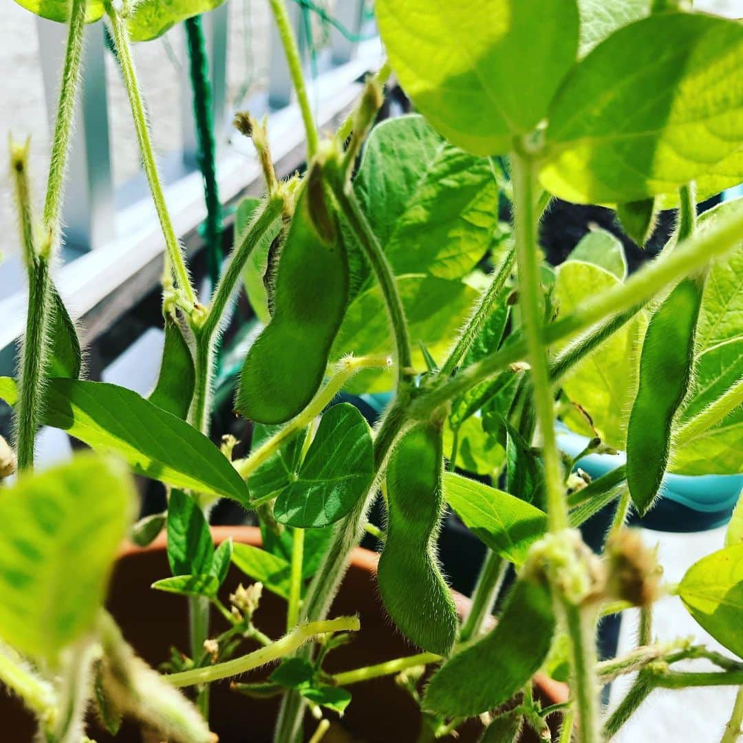 横山エリカさんのインスタグラム写真 - (横山エリカInstagram)「Didn't realize that the beans were growing among all those leaves😗 梅雨の間は水やりをしなくて良かったので放ったらかしにしていたベランダの植物達🌱 覗いてみると枝豆ができていました😋 でも食べるには少し小ぶりかも😅 #green813 #edamame #枝豆 #みどりのある暮らし」7月31日 16時12分 - erika0630