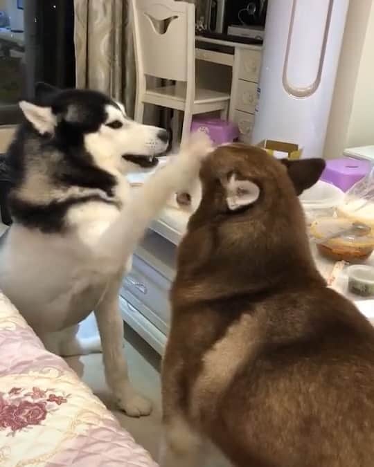 のインスタグラム：「When your wife disagrees with your point of view, you try to appease your wife, but...... This is true to me.🙈🙈😢 follow @alaskandaily （Twitter：alaskandaily）for more cute pic and video.😜 ……………………………………………………………… Each video was approved by the original author. But  don't have a Instagram account. We are first one post those video. So watermark credit @alaskandaily ……………………………………………………………… #alaskan#malamute#alaskanmalamute#alaskanhusky#malamutesofinstagram#puppylife#puppylove#puppydog#puppylover#dogdays#malamutepuppy#huskies#huskeypuppy#huskeiesreq#siberian#huskeiesofig#dogslife#dogsofnyc#cutedog#cutedogs#huskeypics#huskeylovers#huskygram#huskeylove#huskiesofinstagram#dogsofnyc#husky#狗」
