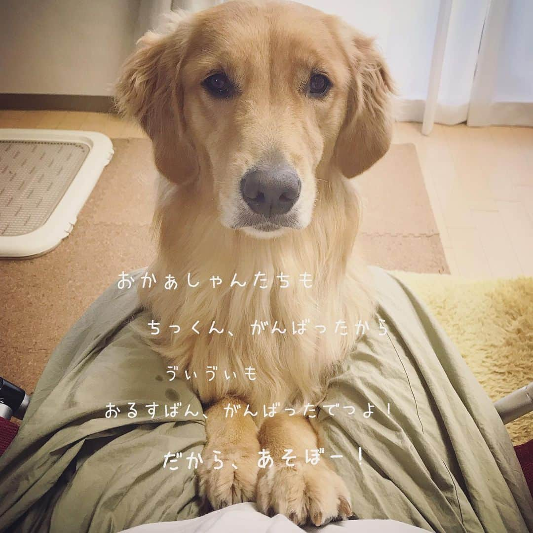 ikumiさんのインスタグラム写真 - (ikumiInstagram)「* * 7/31/2019☀️💦 . 今年も人間ドック🏥 . Viviちゃんもお留守番ありがとう。 * * #goldenretriever#ゴールデンレトリバー#大型犬#大型犬のいる暮らし#ぴーすっ子#お留守番頑張りました#ただいまおかえり#2019年7月」7月31日 16時23分 - ikumi.betty_jupiter