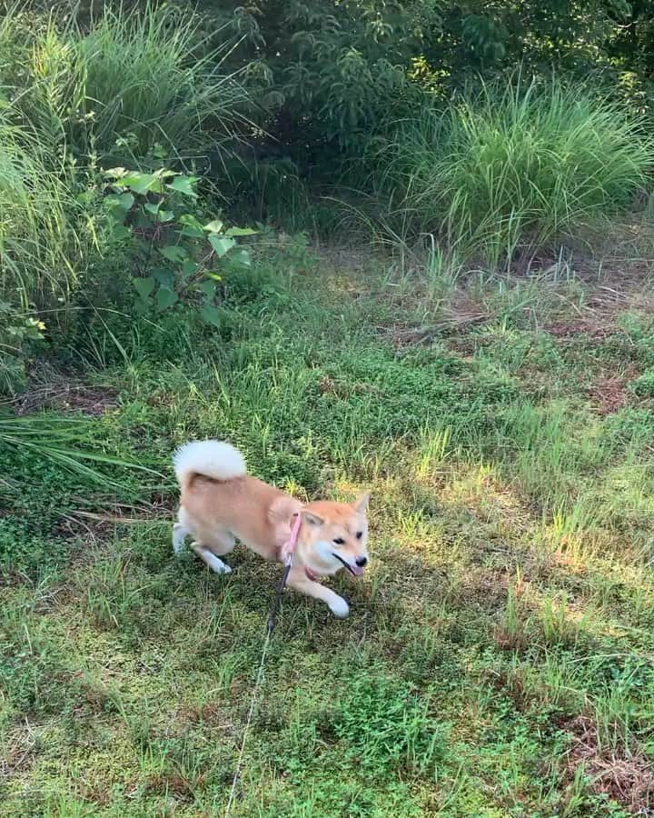 shibainu berryのインスタグラム