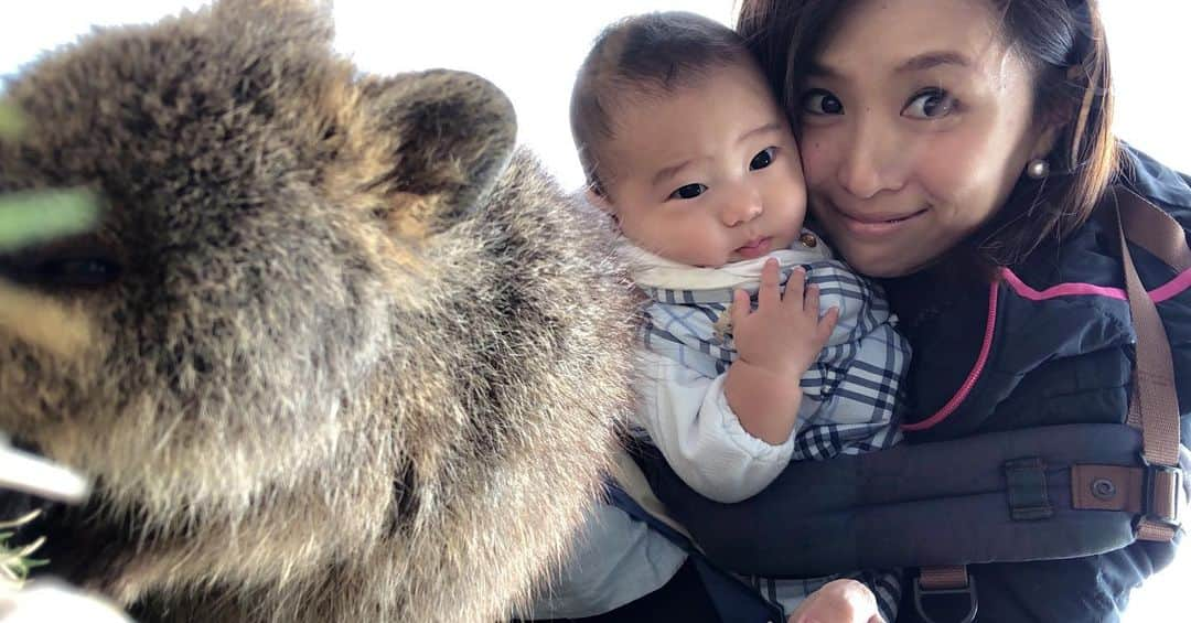 橋本麻里衣のインスタグラム：「Rottnest Island..☺︎ ＊ ＊ 世界一幸せな動物クォッカに会いにオーストラリアのロットネスト島へ行ってきました♫ ＊ クォッカは世界中でこの島にしか生息していない貴重な動物。カンガルーの仲間で、ピカチュウのモデルになったとか..❤︎ ＊ 今回乳児連れだったのでパースからフェリーで日帰りで行き、島は徒歩でまわったのですが（→サイクリングで島を巡るのが一般的みたい）それでも十分満喫できました☺︎ ＊ 島に天敵がいないので恐怖心がなくて向こうから人間に近づいてくるくらい人なつこい動物と聞いていましたが、わたしはクォッカ同士の喧嘩を目撃して...意外に凶暴なんだなとびっくりでした。 ＊ クォッカと一緒に自撮りをすると幸せになれると言われいるので抱っこ紐で必死に撮った写真です..☺︎❤︎ ＊ #Australia#perth#rottnest#quokka#singaporelife#sglocallife#lifeinsingapore#シンガポールライフ#シンガポール生活#シンガポール在住#シンガポール子育て#男の子のママ#生後6ヶ月#3歳6ヶ月#二児ママ#インターナショナルスクール#スクールホリデー#時差投稿#1ヶ月前です#パース旅行#ロットネスト#世界一幸せな動物#人なつこい#クォッカ#鳥が多い島#怖かった#だけど#一度は行ってみるべきところ ☺︎」