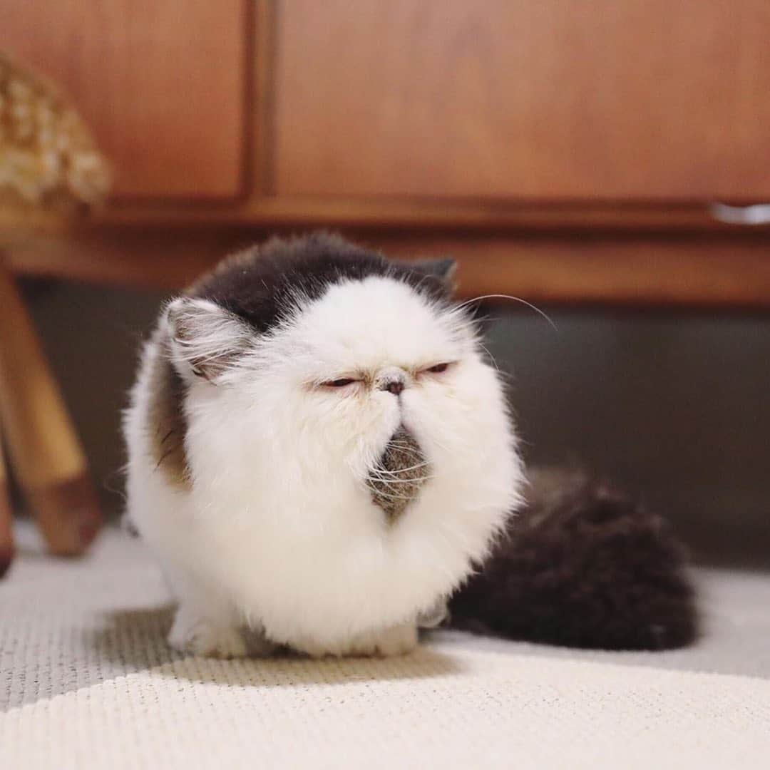 9GAGさんのインスタグラム写真 - (9GAGInstagram)「Mid-week mood💤 By @pechanko_bocco - #cat #modweekblues #tired #9gag」7月31日 17時44分 - 9gag