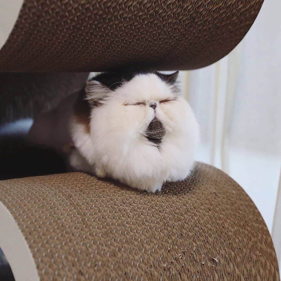 9GAGさんのインスタグラム写真 - (9GAGInstagram)「Mid-week mood💤 By @pechanko_bocco - #cat #modweekblues #tired #9gag」7月31日 17時44分 - 9gag
