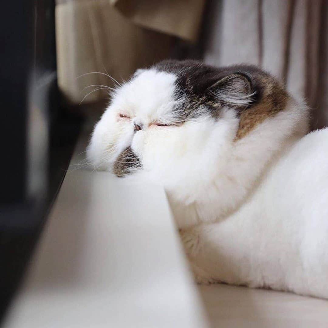 9GAGさんのインスタグラム写真 - (9GAGInstagram)「Mid-week mood💤 By @pechanko_bocco - #cat #modweekblues #tired #9gag」7月31日 17時44分 - 9gag