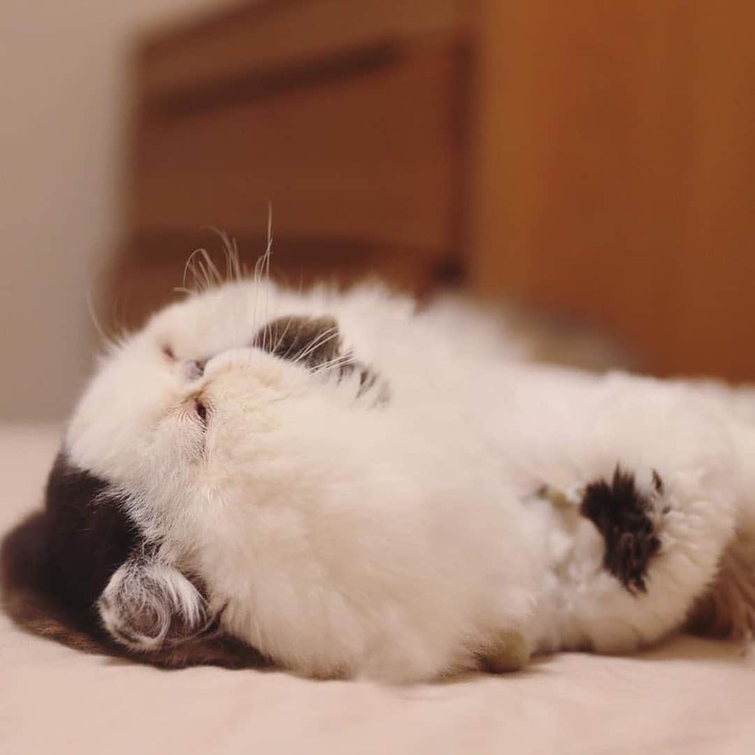 9GAGさんのインスタグラム写真 - (9GAGInstagram)「Mid-week mood💤 By @pechanko_bocco - #cat #modweekblues #tired #9gag」7月31日 17時44分 - 9gag