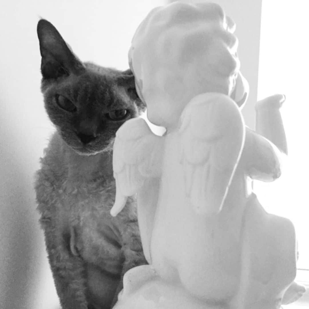 ヴラダ・ロスリャコヴァのインスタグラム：「This is it. 🖤 10 years of pure love. 🖤 Last picture was taken 12 days ago, when I took him to the veterinarian, and it was last picture we had together. It hurts. 😞  I want to believe there is Cats Heaven and he doesn’t feel any pain in that eternity. #котикФрутик 🖤 28.07.2019  P.S. interestingly enough the last photo didn’t load... I guess his little tiny soul didn’t want people to see him suffering during his last days in this world.」