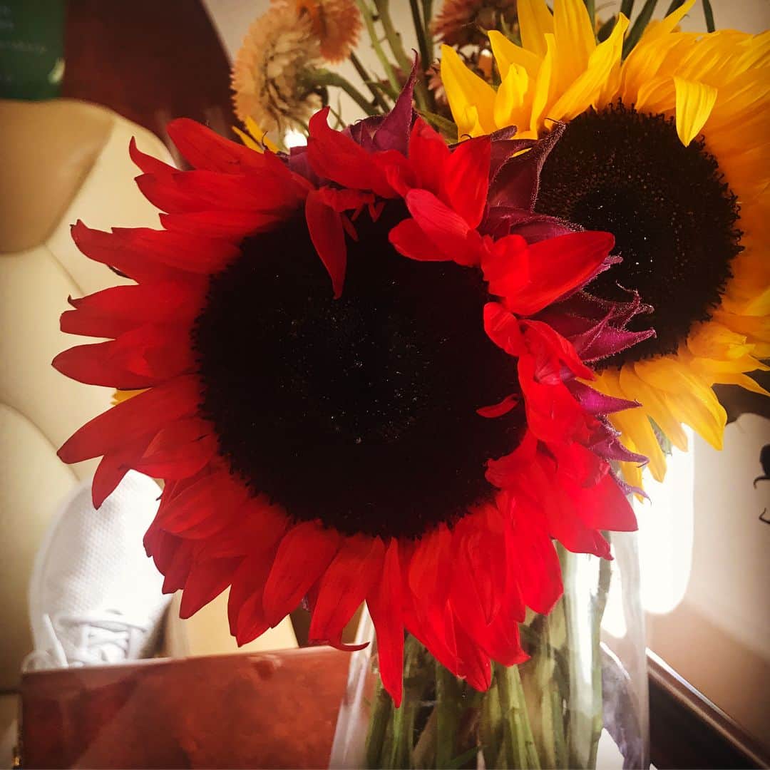 ブライアン・メイさんのインスタグラム写真 - (ブライアン・メイInstagram)「Red sunflowers ? Who knew ? Gotta take time to smell the roses in life - but I have to tell you on a Queen tour, it takes effort !!! So has anybody out there ever grown red sunflowers ? 💥💥💥💥 Swipe for stereos. 💥💥💥💥 Barbara Buono tells me these are called Black Magic Sunflowers, or Helianthus Annuus.  Thanks ! When I have a moment back home I’m gonna look for some .... Bri」8月1日 3時42分 - brianmayforreal