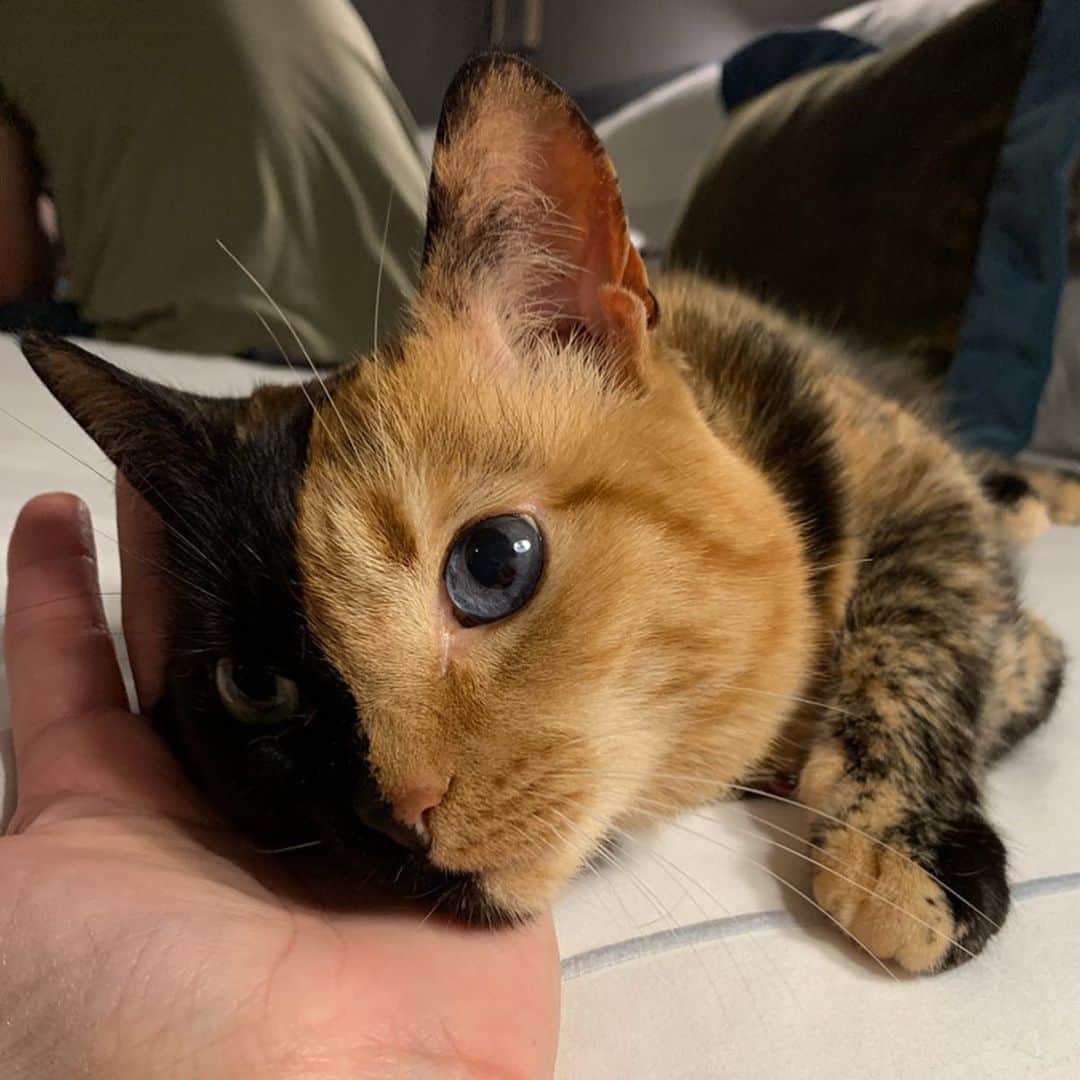 Venus Cat さんのインスタグラム写真 - (Venus Cat Instagram)「Happy Birthday to Me!🎉 I’m 10 years old and have some pawesome news to share! Because my birthday is some time in July (not sure what day because I’m adopted), I decided to celebrate it giving back at Meowfest! I want to give a big THANK YOU to everyone who came to my meet & greet! Because of you, we donated $4400.00 ($100% of the money) to @torontocatrescu ! 🙀😺 Please enjoy this carousel of moments from our trip. I met some pawesome fans, saw some old friends like @kittenxlady & @iamthecatphotographer , @theklauscat & Family, Eli & Kady from @cats_of_instagram , Nala Cat & fam, met some new friends, got a special birthday rap from @iammoshow , and some great photos together (finally) with my friends @pudgethecat & @nala_cat who also donated their proceeds! ❤️ Thank you to @meowfestival for hosting this non-profit festival and making a difference for cats in need! This is definitely a birthday I will never forget! The memories and good times will last all 9 lifetimes! 😺❤️🐾 We love you all! 😽😽」8月1日 3時58分 - venustwofacecat