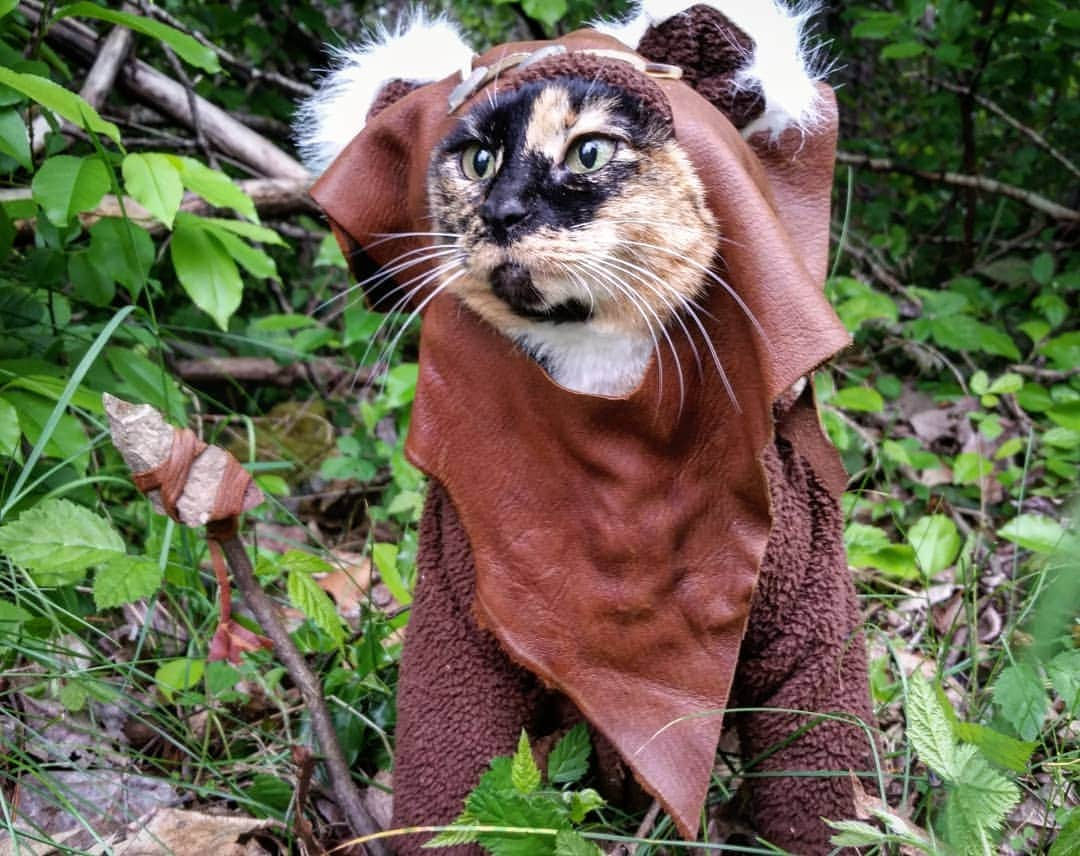 猫コスプレさんのインスタグラム写真 - (猫コスプレInstagram)「"Our cats are Endor only." #StarWars #Pun #ewok #dadjoke . . . . . . . . #endor #starwarscosplay #ewokcosplay #petcostumes #catcosplay #catsinclothes #catcostume #humor #funny #badjoke #puns #starwarsjokes #catjokes」8月1日 4時15分 - cat_cosplay