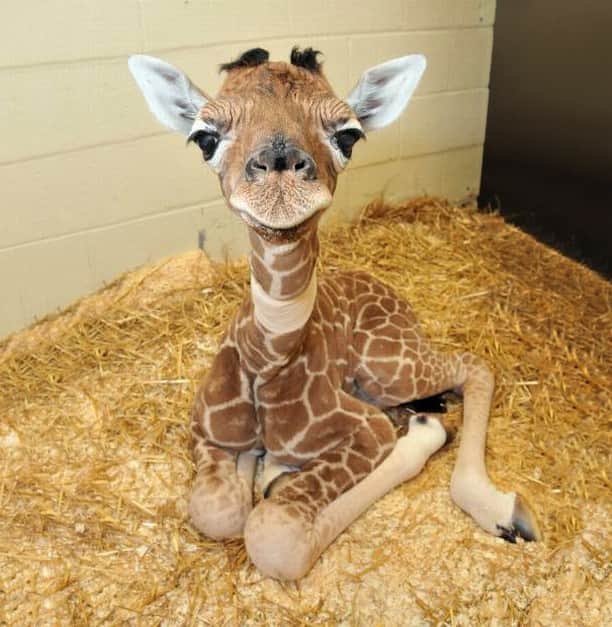 Baby Animalsさんのインスタグラム写真 - (Baby AnimalsInstagram)「A cute baby giraffe!」8月1日 4時08分 - thebabyanimals