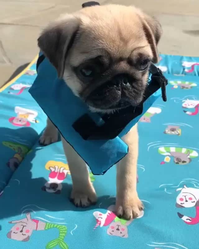 DogsOf Instagramのインスタグラム：「“My first official swimming lesson with my Mom Veruca watching from shore! 💦” writes @otisthepugwalsh #proudmoment  #dogsofinstgram」