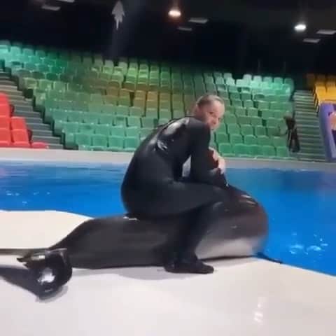 WildLifeのインスタグラム：「Via @save0cean Disturbing footage has emerged from @dolphinariumdubai an aquarium located in the United Arab Emirates. The video, filmed and uploaded by one of the facility’s very own trainers, shows another trainer sitting on top of a beached dolphin. This disgusting behavior is not only dangerous for both the dolphin and the trainer, but it could cause severe harm. Bottlenose dolphins, who can weigh an upward of 630lbs, are not designed to be on land, as their bodies cannot support their own weight. After only a few minutes, their weight begins to crush their internal organs and muscles. Now add the weight of an adult women on top of that - this dolphin is literally being crushed. Of Dubai Dolphinarium’s six dolphins, four are wild-caught - three of them being acquired from the infamous Taiji dolphin drives. These dolphins have been completely stripped of their freedom, now finding themselves being exploited and abused solely for the purpose of entertainment and profit. Dubai Dolphinarium and it’s trainers’ willingness to support such cruelty and violence says a lot about them and their attitude towards animals. This is not love, this is exploitation and abuse. Please share this video with your followers and help us spread awareness about this cruelty so people stop supporting places like this! Thank you for the head’s up @cetacean.inspiration Via @ Via @savethereef #emptythetanks #savethedolphins #karmagawa #savethereef」