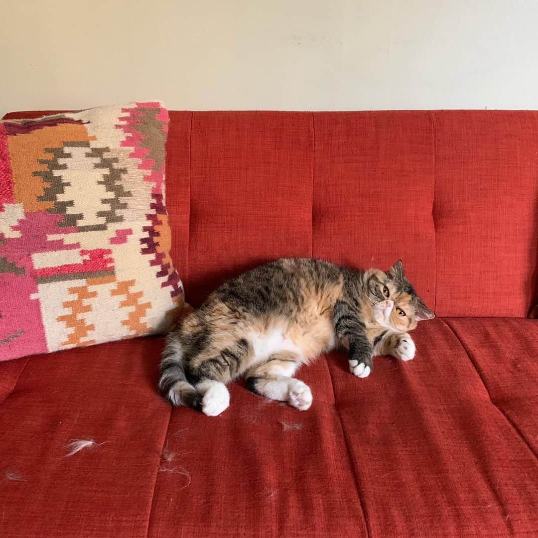 Tinaのインスタグラム：「Just doing my job. 🙃#SheddingAllOverTheCouch」