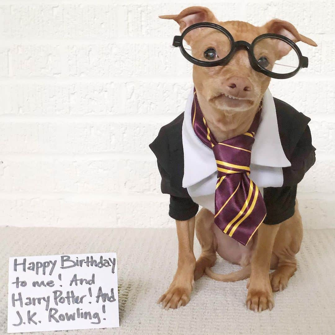 Tuna {breed:chiweenie} さんのインスタグラム写真 - (Tuna {breed:chiweenie} Instagram)「Birthday triplets! But he’s also a twin because people say that he and Dobby are doppelgängers.」8月1日 4時30分 - tunameltsmyheart