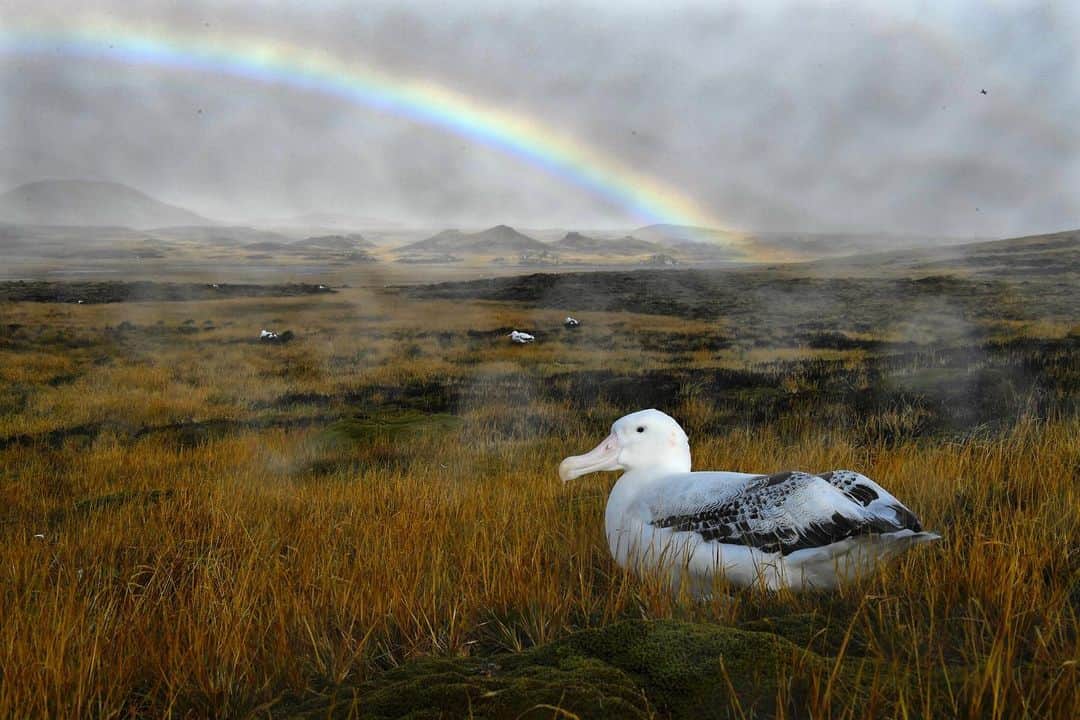 Thomas Peschakのインスタグラム：「A Wandering Albatross hunkers down while a fierce storm of rain and ice rages across sub-Antarctic Marion Island. Hand in hand with the island’s propensity for making those who explore here suffer physical hardship, comes a breathtaking awe inspiring beauty that I have rarely glimpsed elsewhere. Shot on assignment for @NatGeo while working with @environmentza and @ottowhitehead #southafrica #marionisland #albatross #wilderness #rainbow」