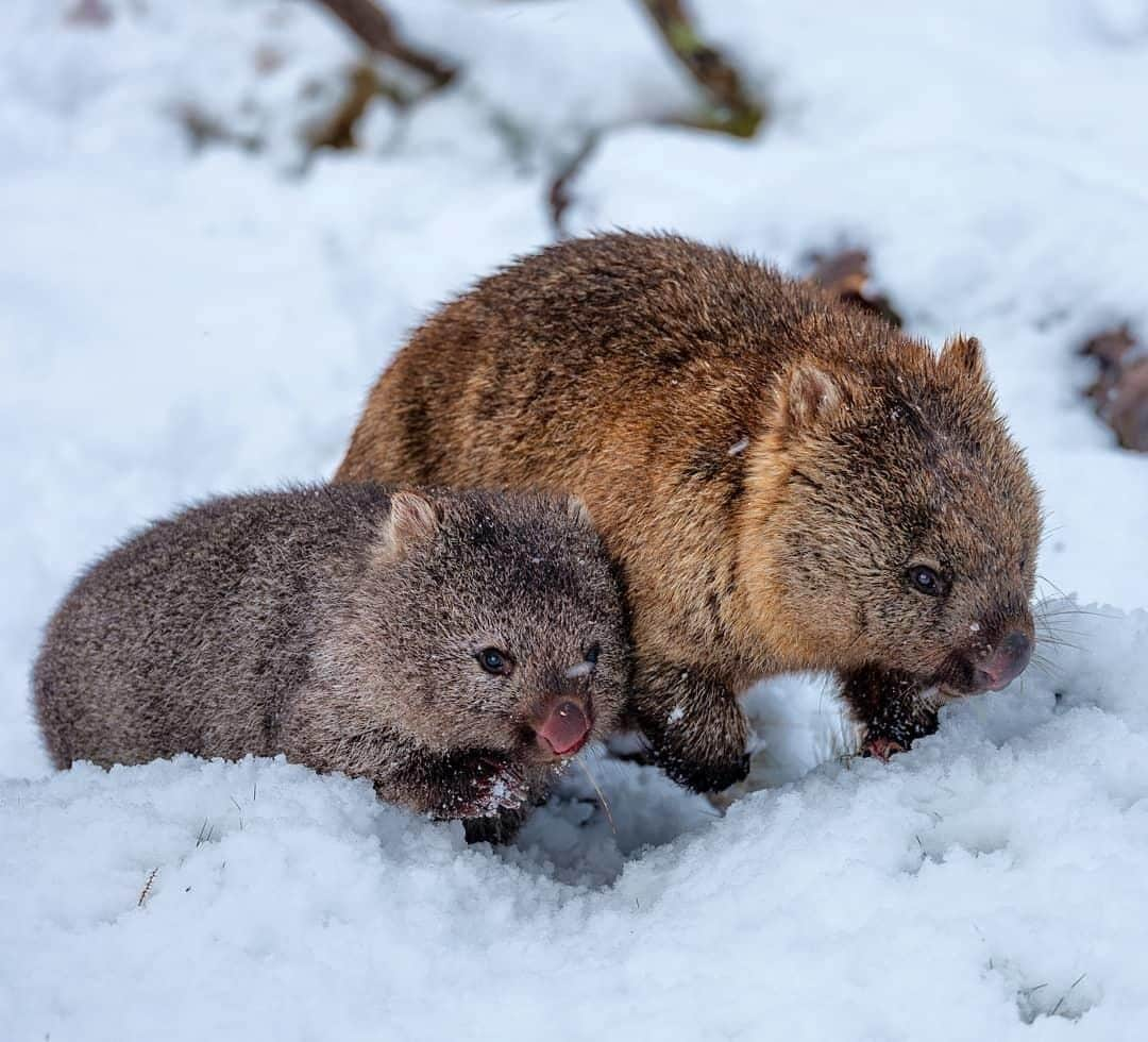 Australiaさんのインスタグラム写真 - (AustraliaInstagram)「Did you know that potatoes grow in the snow in @tasmania? 🥔🥔 Okay, upon @paulmp’s closer inspection, they are actually “a mombat and a sonbat”. 😂 Like many animals, wild #wombats thrive within Cradle Mountain-Lake St Clair National Park, so you’ll probably spot a few of them when visiting this part of @visitcradlecoast. They do sleep up to 16 hours a day in their dens though, so your best chance is at dusk and dawn when they’re more likely to be out and about looking for food.  #seeaustralia #discovertasmania #cradlecoast #wildlifephotography #weeklyfluff」7月31日 20時00分 - australia