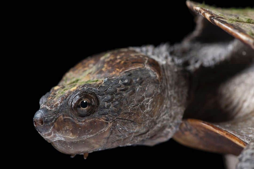 Joel Sartoreさんのインスタグラム写真 - (Joel SartoreInstagram)「Native to Australia, this saw-shelled turtle photographed @wildlifewarriorsworldwide spends most of its time near, and in, rivers and streams as well as connected swamps and lagoons. They are not usually aggressive, but as a carnivore this turtle has a fierce bite. The saw-shelled turtle feeds predominantly on fish, tadpoles, frogs, and aquatic insects, and is one of the few native Australian animals successful in preying on the cane toad – an invasive species that has wreaked havoc on Australia’s native wildlife. Toads too large to swallow whole are first shredded with the turtle’s front claws.  #sawshelledturtle #carnivore #australia #photoark #savetogether」7月31日 20時13分 - joelsartore
