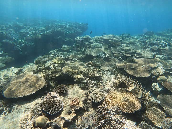 はねゆりのインスタグラム：「今日は仕事終わりにヒズシビーチへ🏖﻿ 素潜りしながらのGopro撮影がなかなか難しい。﻿ ﻿ ﻿ 一定の速度を保つのがとても、、﻿ だから、動画が早くなったり遅くなったり﻿ ちょっと見づらいかもだけれど﻿ みんなとシェア📷✨﻿ ﻿ 大体、1時間くらい泳いでます🏊‍♀️﻿ 楽しいなぁ🐟﻿ ﻿ ﻿ #akaisland﻿ #kerama﻿ #okinawa﻿ #阿嘉島﻿ #慶良間諸島﻿ #HANAMURO﻿ #ハナムロ﻿ #gopro7」