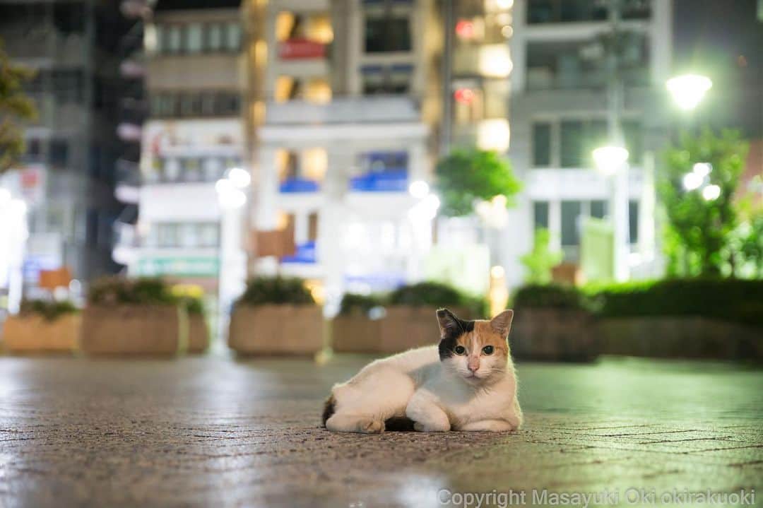 Masayukiさんのインスタグラム写真 - (MasayukiInstagram)「真夜中はねこの時間。  #cat #ねこ」7月31日 20時41分 - okirakuoki
