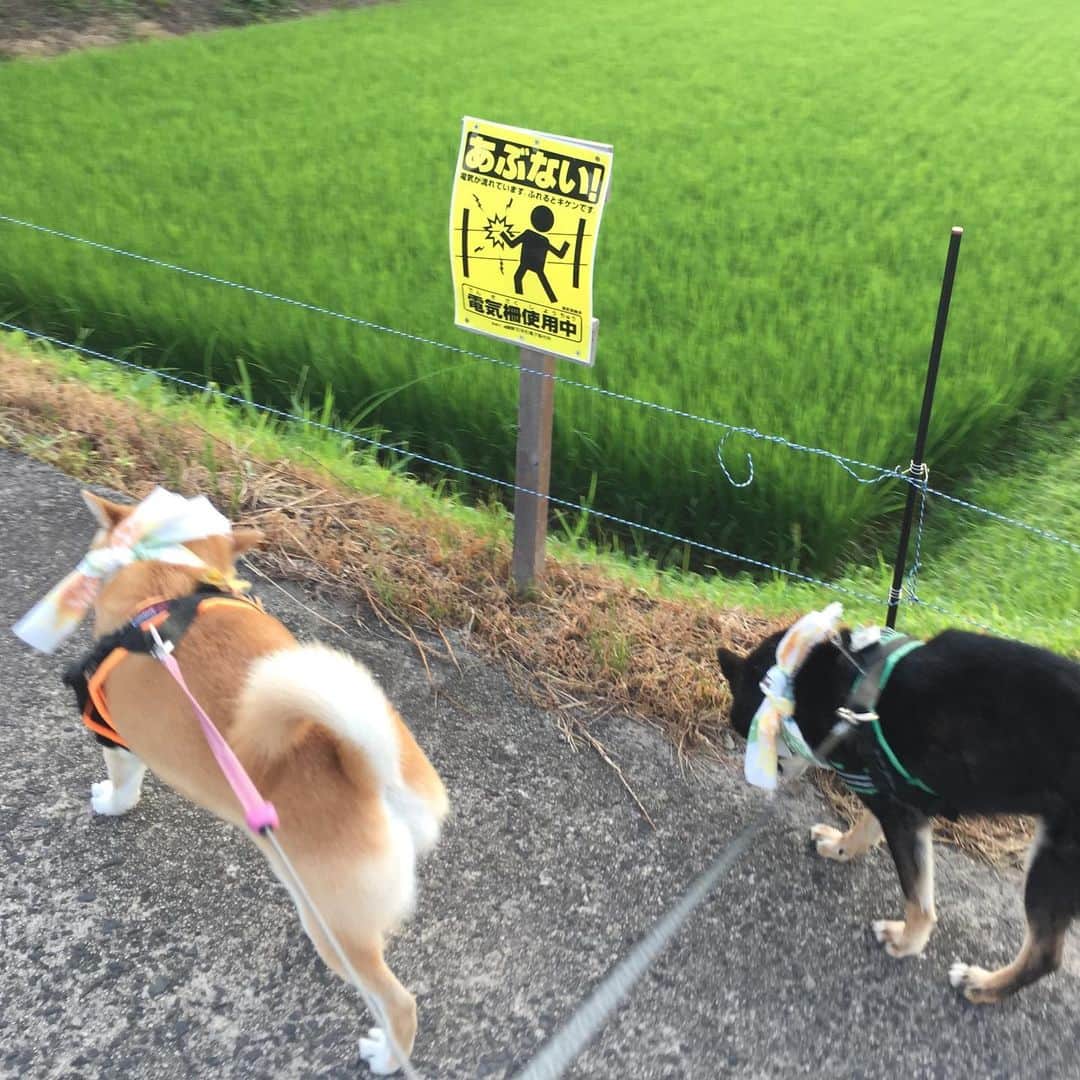 がんちゃんさんのインスタグラム写真 - (がんちゃんInstagram)「右も左も電気柵⚡️⚡️イノシシ🐗多発につき気が抜けない散歩コースです。」7月31日 20時38分 - kota2ann