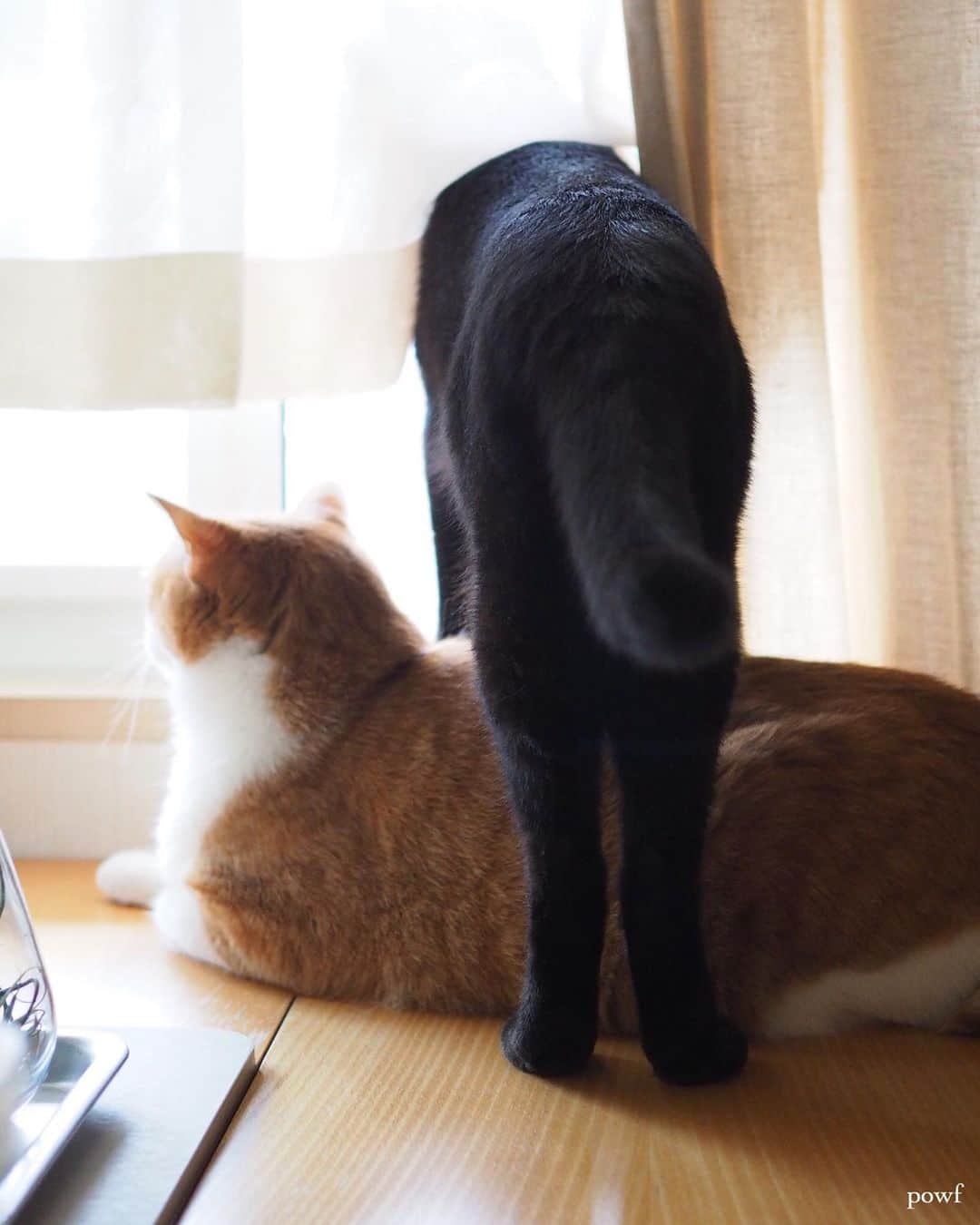 anemone_69のインスタグラム：「. #窓辺のハカセとキョウジュ #ハカセとキョウジュ #cat #猫 #保護猫 . . .」