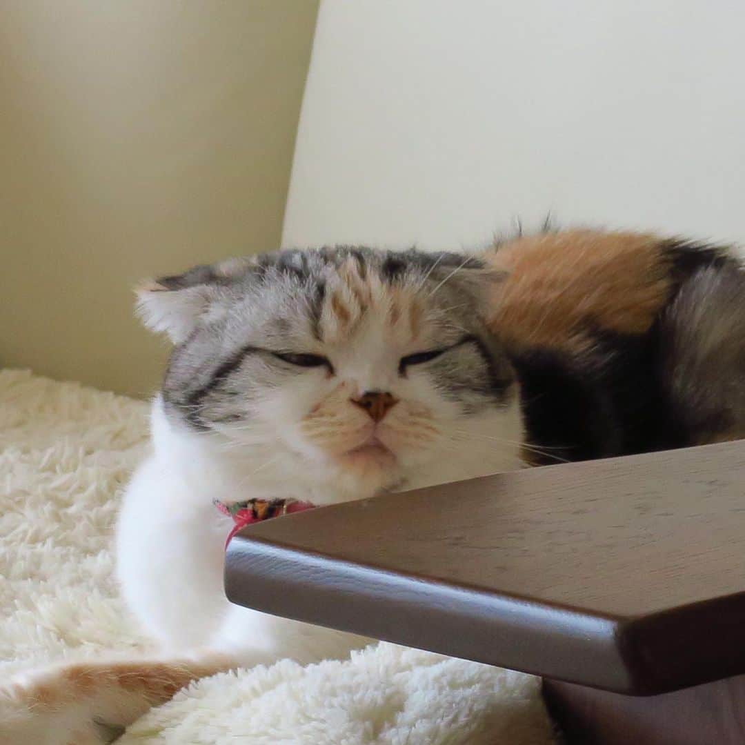 takegaeruのインスタグラム：「ぬん。  #cat #scottishfold #猫 #スコティッシュフォールド #三毛スコ友の会」