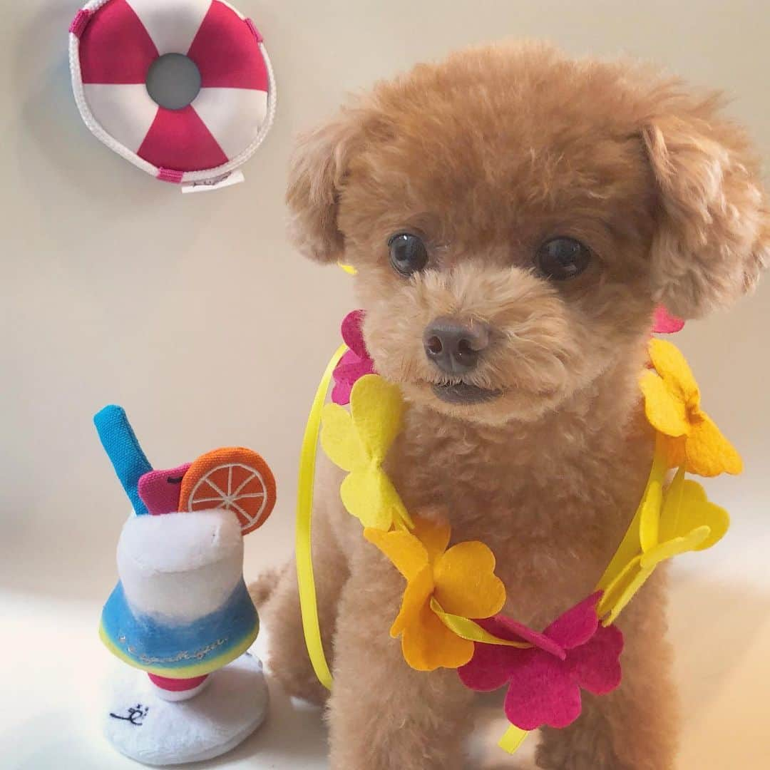 ふわさんのインスタグラム写真 - (ふわInstagram)「#toypoodle#toypoodlegram#dogsofinstagram#instadog#dog#fuwamama#ふわもこのふわ#ふわ#トイプードル#トイプードル部#といぷーどる#ふわもこ部#犬バカ部#親バカ部#犬のいる暮らし#pecobox#そーなるよねー」7月31日 21時36分 - huwayama