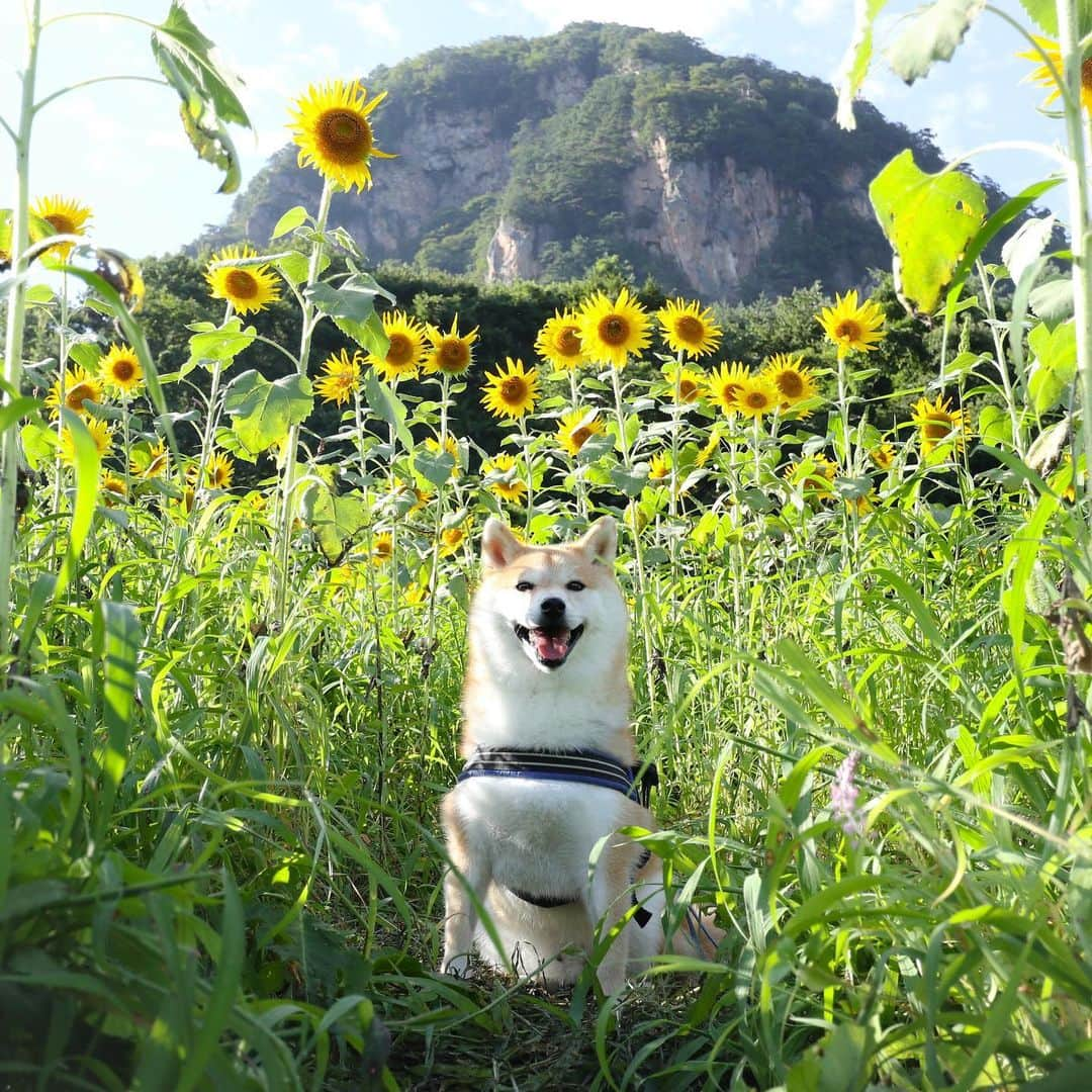 だいふくさんのインスタグラム写真 - (だいふくInstagram)「だいふくからひまわりの暑中お見舞いお届けします🐶🌻 beautiful sunflower 🌻🌻🌻 #ひまわり #向日葵 #sunflower #flower #夏 #summer  #明日から8月 #暑さに気をつけて」7月31日 21時43分 - daifuku_channel