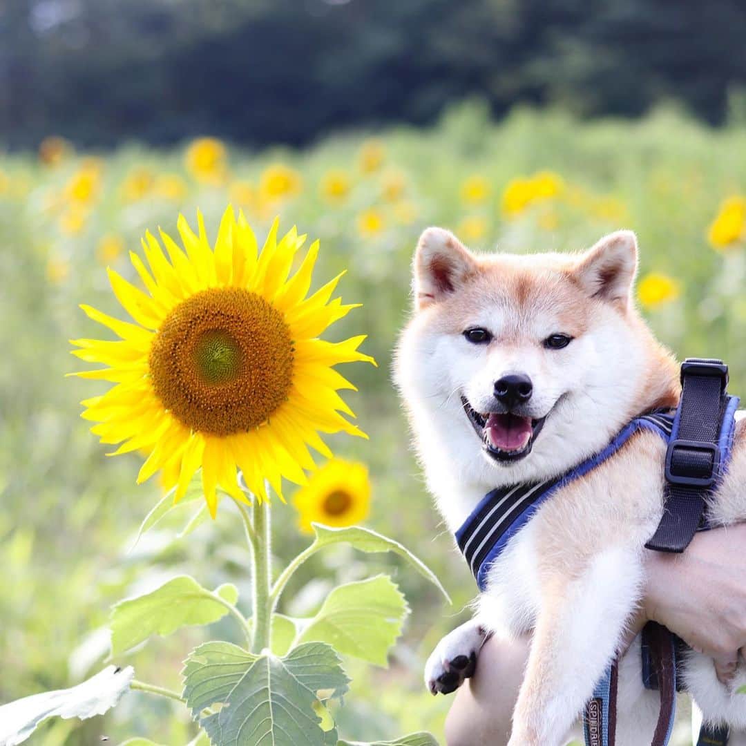 だいふくさんのインスタグラム写真 - (だいふくInstagram)「だいふくからひまわりの暑中お見舞いお届けします🐶🌻 beautiful sunflower 🌻🌻🌻 #ひまわり #向日葵 #sunflower #flower #夏 #summer  #明日から8月 #暑さに気をつけて」7月31日 21時43分 - daifuku_channel