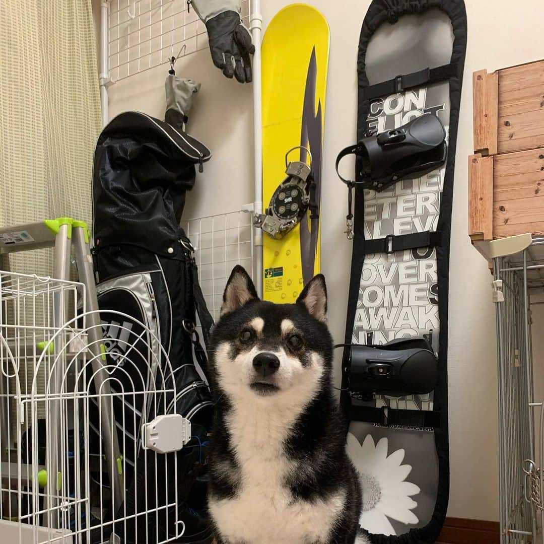 のインスタグラム：「物置部屋の豆🐾 #kuroshiba #blackshiba #shibainu #shibastagram #instadog #dogstagram #柴犬 #黒柴 #黑柴 #日本犬 #和犬 #シニア犬 #癒し犬 #いぬら部 #ふわもこ部 #柴犬部 #モフモフ生命体 #柴犬のいる暮らし #わんこのいる暮らし #わんこのいる生活 #わんこと一緒 #わんダフォ #わんだふるjapan」