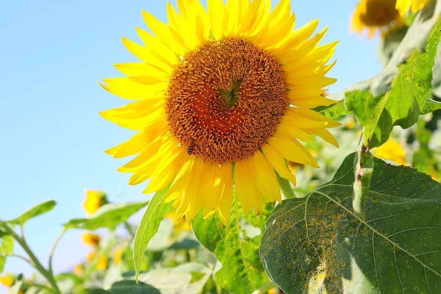 田島芽瑠さんのインスタグラム写真 - (田島芽瑠Instagram)「🌻数時間の夏休み🌻  柳川にあるひまわり園に家族で行ってきました📸  久しぶりの家族おでかけで気分は夏休み🥰 大好きな向日葵に元気もらっちゃった！ 今も昔も一番好きなお花です🌻  ひまわりパワーチャージ☀️ (お洋服は #snidel だよ)  #柳川ひまわり園 #ひまわり園 #ひまわり畑 #向日葵 #🌻 #夏 #麦わら帽子 #柳川 #一眼レフ #kissカメラ #kissx10 #カメラ女子  #eoskissx10」7月31日 21時59分 - meru_chan_official